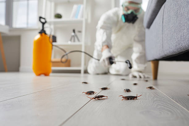 Post-Treatment Bed Bug Interceptor Monitoring in Elsa